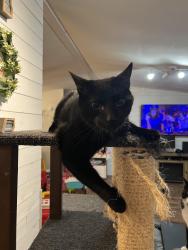 Lost Male Cat last seen Oleta rd and step mill, Henderson County, NC 28792