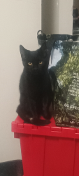 Lost Male Cat last seen Locust St. and Morrison Ct., Baltimore, MD 21226