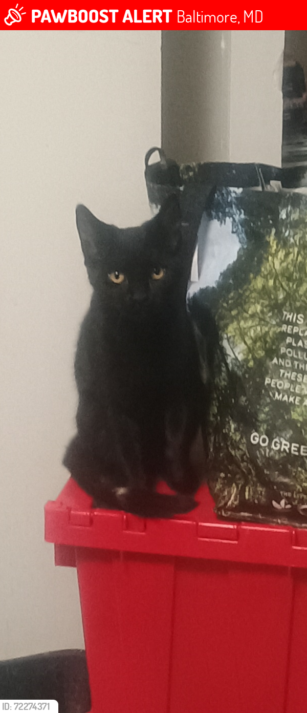 Lost Male Cat last seen Locust St. and Morrison Ct., Baltimore, MD 21226