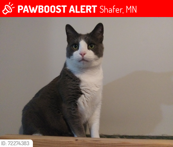 Lost Male Cat last seen  Redwing Ave and 310th street, Shafer, Shafer, MN 55074
