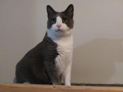 Lost Male Cat last seen  Redwing Ave and 310th street, Shafer, Shafer, MN 55074