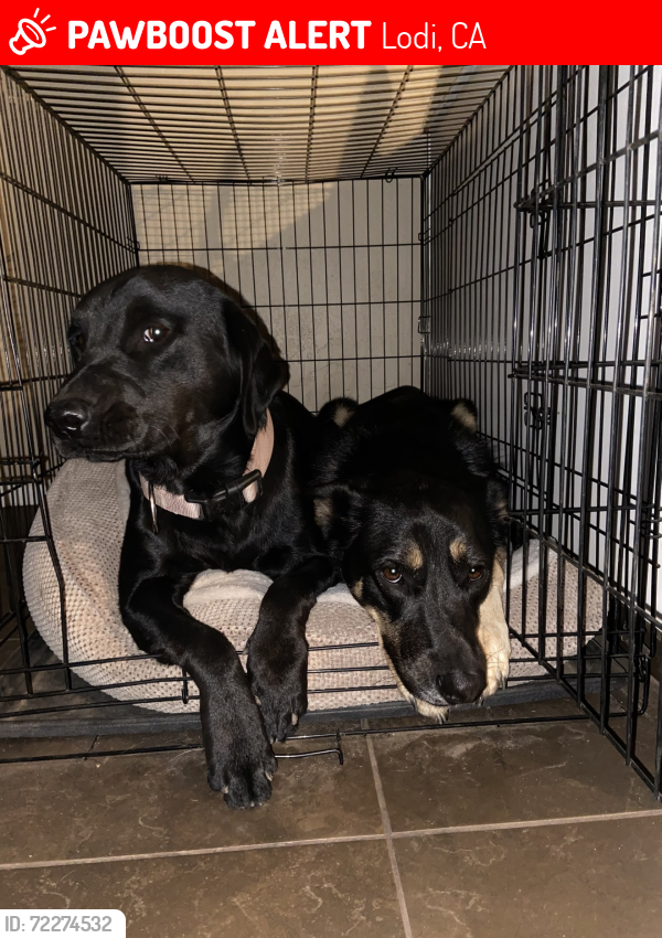 Lost Female Dog last seen CVS on Lodi Ave. and Church St., Lodi, CA 95240