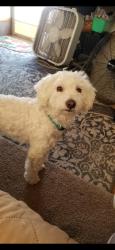 Lost Male Dog last seen Marck and Dakota , Fresno, CA 93722