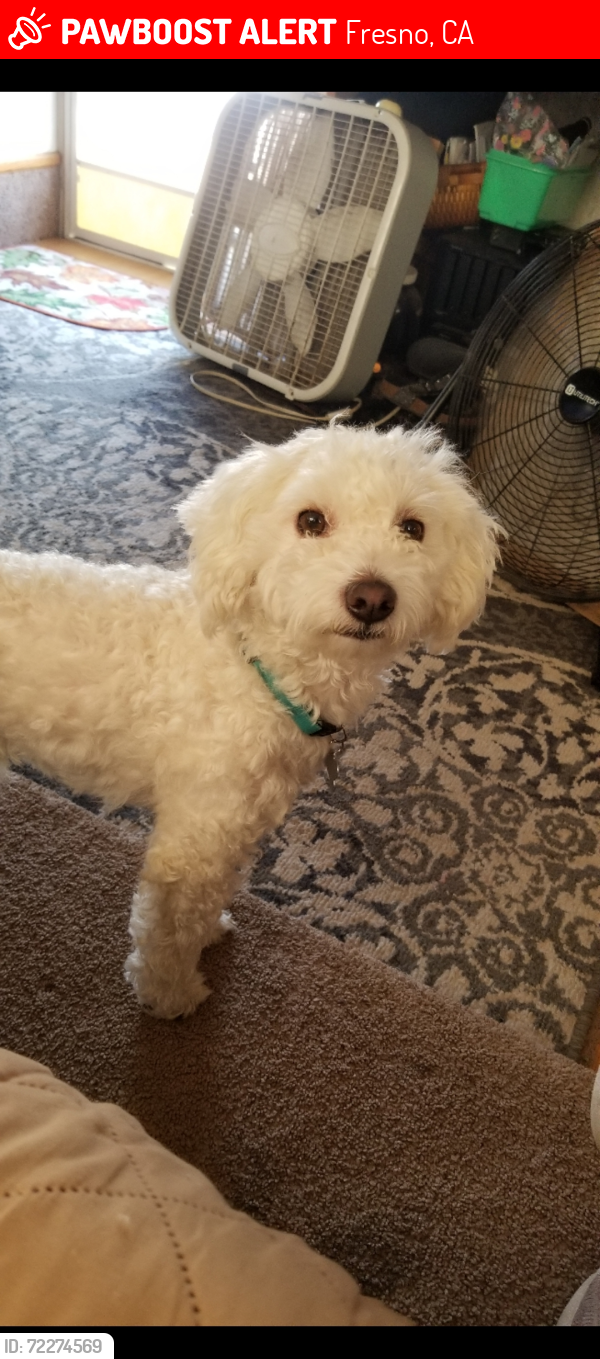 Lost Male Dog last seen Marck and Dakota , Fresno, CA 93722