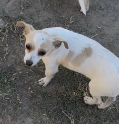 Lost Male Dog last seen Mission Blvd, Jurupa Valley, CA 92509