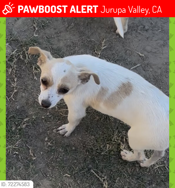 Lost Male Dog last seen Mission Blvd, Jurupa Valley, CA 92509