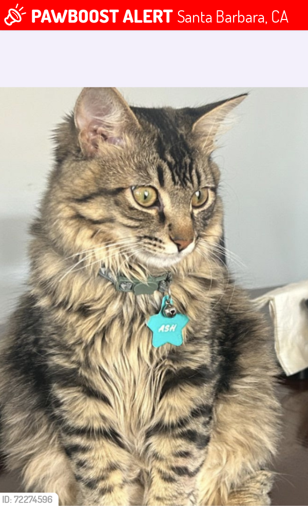 Lost Male Cat last seen De la vina and sola , Santa Barbara, CA 93105