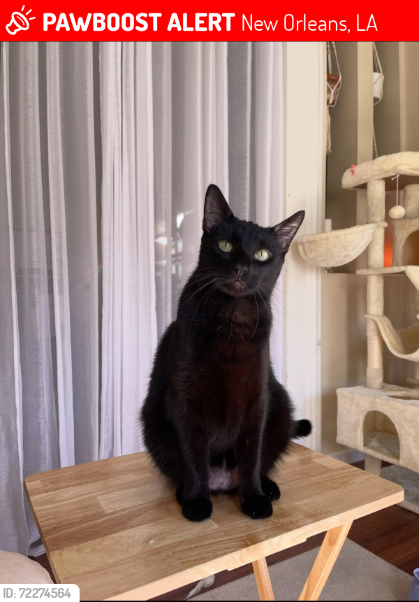Lost Male Cat last seen Franklin & Galvez, New Orleans, LA 70117