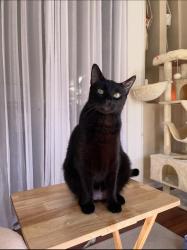 Lost Male Cat last seen Franklin & Galvez, New Orleans, LA 70117