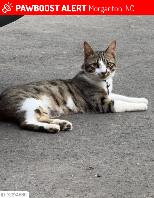 Lost Male Cat last seen Northwood Drive Neighborhood, Morganton, NC 28655