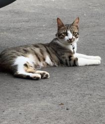 Lost Male Cat last seen Northwood Drive Neighborhood, Morganton, NC 28655