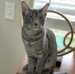 Lost Female Cat last seen Near Mount Vista and Salmon Creek, Mount Vista, WA 98642