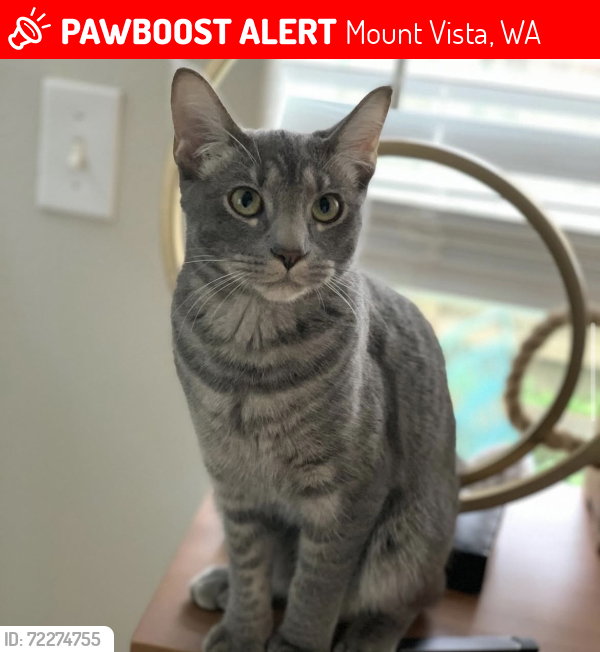 Lost Female Cat last seen Near Mount Vista and Salmon Creek, Mount Vista, WA 98642
