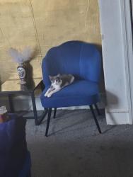 Lost Male Cat last seen Linmore, Philadelphia, PA 19142