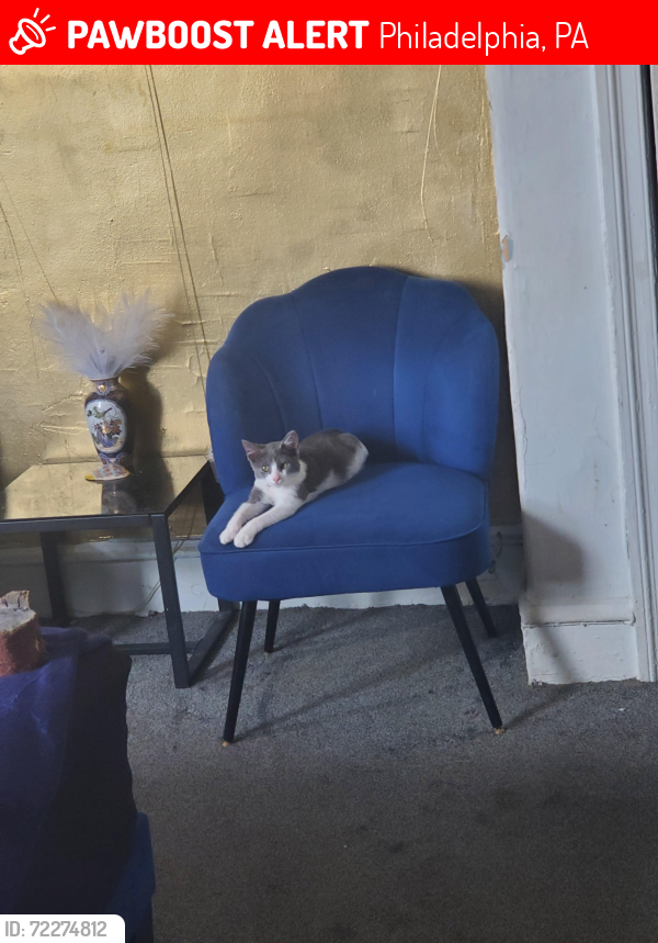 Lost Male Cat last seen Linmore, Philadelphia, PA 19142