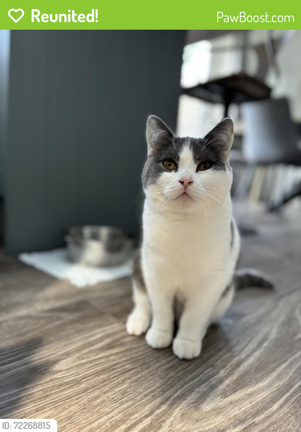 Reunited Male Cat in Hertfordshire, England EN11 0QQ (ID: 72268815 ...