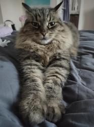 Lost Female Cat last seen Renaud Rd and Navan Rd, Ottawa, ON K1W 0A7