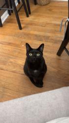 Lost Male Cat last seen Clifford Dr, W 233rd St, , North Olmsted, OH 44070