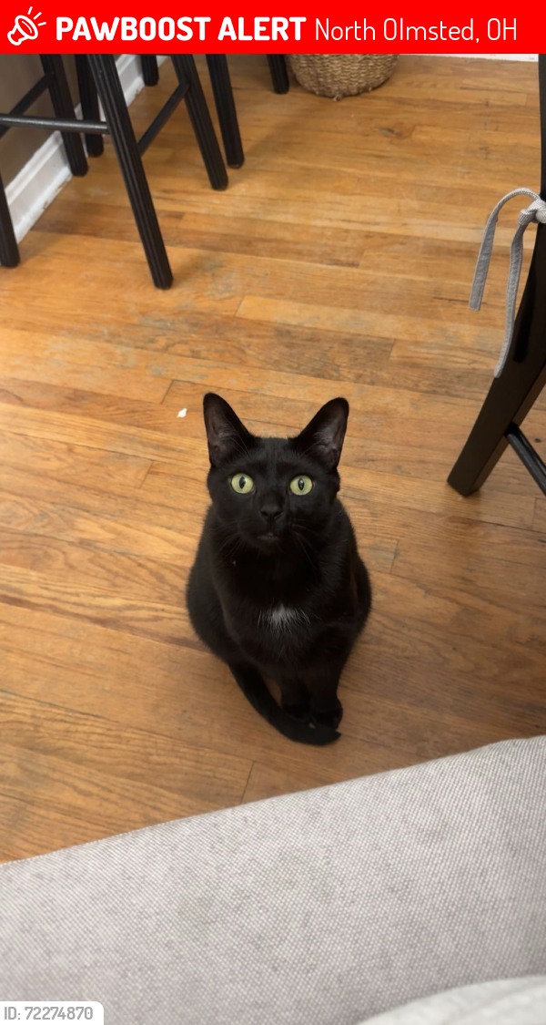 Lost Male Cat last seen Clifford Dr, W 233rd St, , North Olmsted, OH 44070