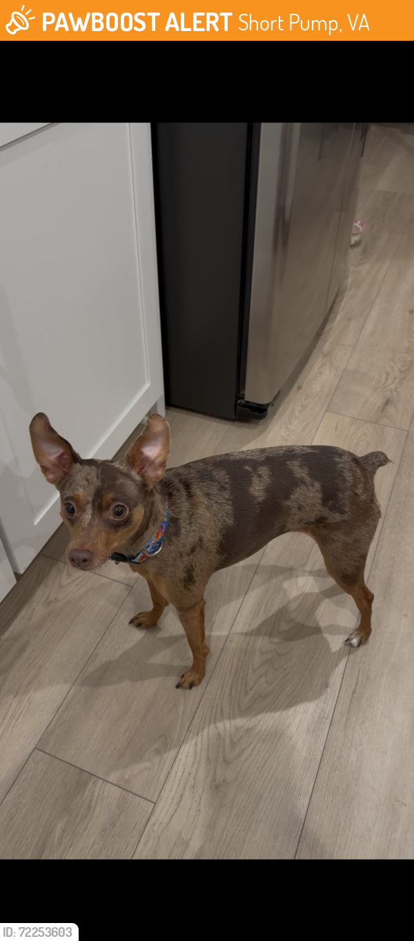 Rehomed Female Dog last seen Henrico County Animal Shelter, Short Pump, VA 23059