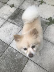 Lost Male Dog last seen Kings Rd & Lantern Lane, Havana, FL 32333