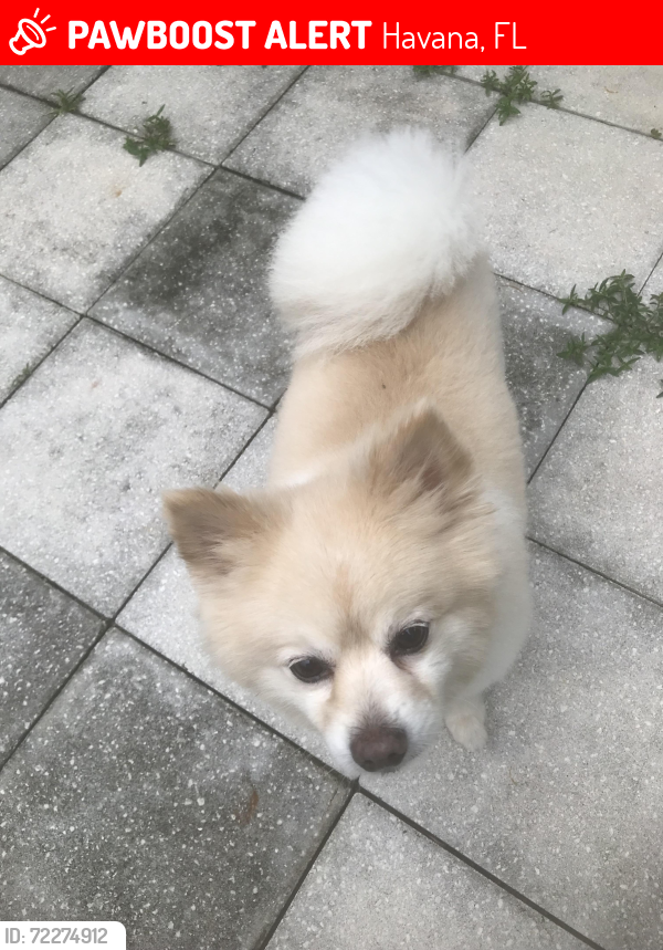 Lost Male Dog last seen Kings Rd & Lantern Lane, Havana, FL 32333