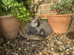 Lost Female Cat last seen Wensley Roaf, Berkshire, England RG1 6DD