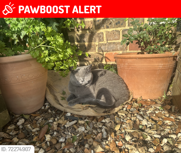 Lost Female Cat last seen Wensley Roaf, Berkshire, England RG1 6DD