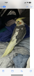 Lost Unknown Bird last seen El Moraga and Sweetwater, Tucson, AZ 85745