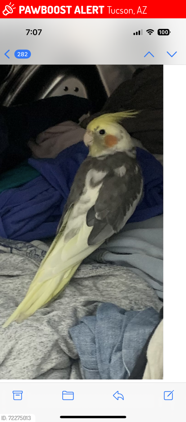 Lost Unknown Bird last seen El Moraga and Sweetwater, Tucson, AZ 85745