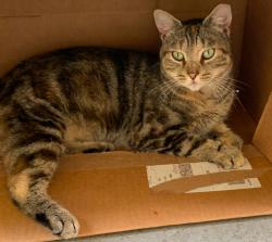 Lost Female Cat last seen Diamond- Athens Way near Palermo, Vineland, NJ 08361