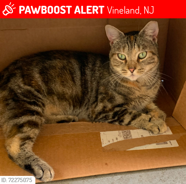 Lost Female Cat last seen Diamond- Athens Way near Palermo, Vineland, NJ 08361