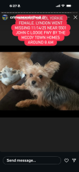 Lost Female Dog last seen Henry ford hosp , Detroit, MI 48238