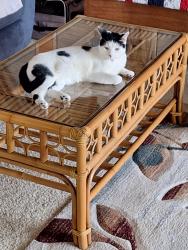 Lost Female Cat last seen Camino Torcido Loop,  North Fort Myers , North Fort Myers, FL 33917