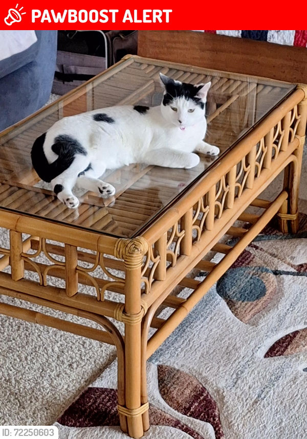 Lost Female Cat last seen Camino Torcido Loop,  North Fort Myers , North Fort Myers, FL 33917