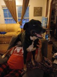Lost Male Dog last seen Hwy 67 and interstate30 Gum Springs, Gum Springs, AR 71923
