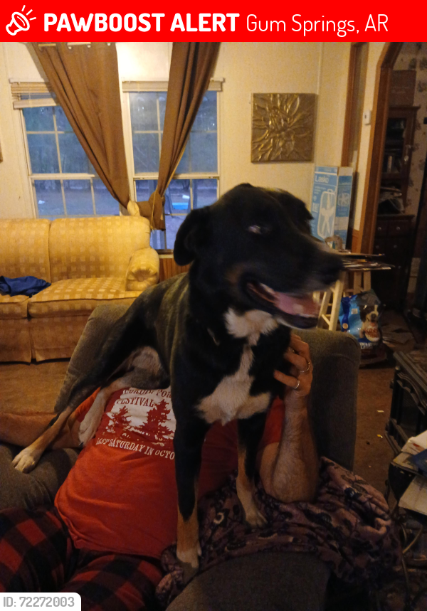 Lost Male Dog last seen Hwy 67 and interstate30 Gum Springs, Gum Springs, AR 71923