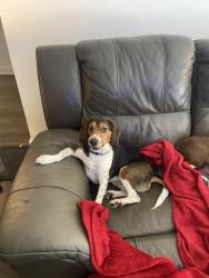 Lost Male Dog last seen Prose Cartersville and Arcadia Cartersville , Cartersville, GA 30121
