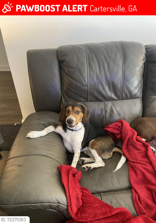 Lost Male Dog last seen Prose Cartersville and Arcadia Cartersville , Cartersville, GA 30121