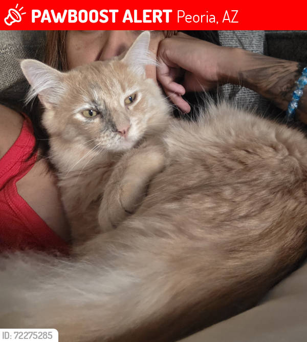 Lost Male Cat last seen N El Mirage Rd and W Happy Valley Rd, Peoria, AZ 85383