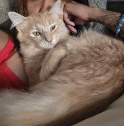 Lost Male Cat last seen N El Mirage Rd and W Happy Valley Rd, Peoria, AZ 85383