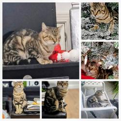 Lost Male Cat last seen MISSING FROM CAMBRIDGE 18609 Greenwell Springs Rd, (ROGERS REGIONAL EYE CENTER IS NEARBY), Central, LA 70739