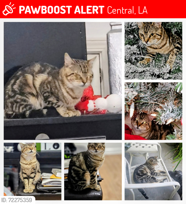 Lost Male Cat last seen MISSING FROM CAMBRIDGE 18609 Greenwell Springs Rd, (ROGERS REGIONAL EYE CENTER IS NEARBY), Central, LA 70739