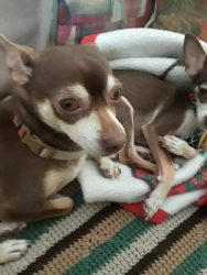 Lost Male Dog last seen Bleaker Ave, Columbus, OH 43232, USA, Columbus, OH 43232