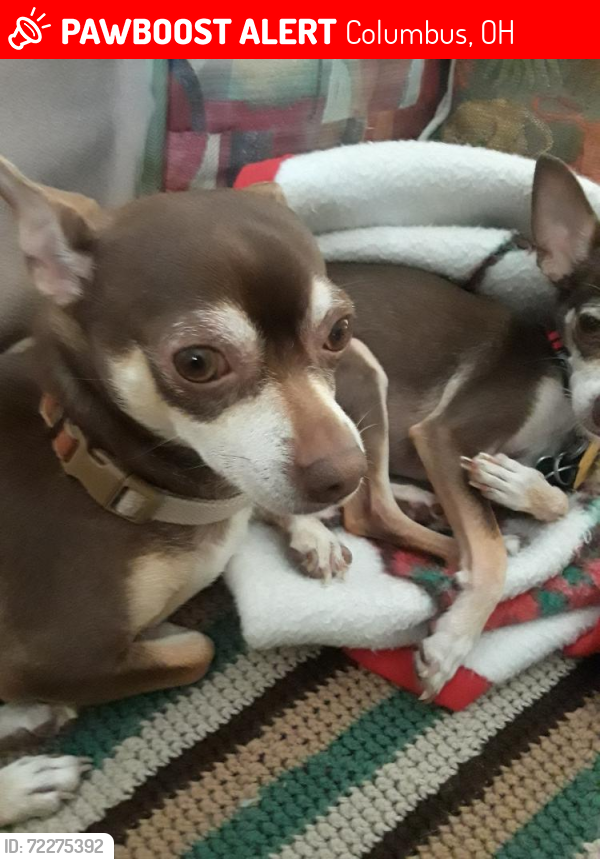 Lost Male Dog last seen Bleaker Ave, Columbus, OH 43232, USA, Columbus, OH 43232