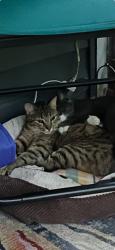 Lost Female Cat last seen Tweetsie trail near cedar grove, Johnson City, TN 37601