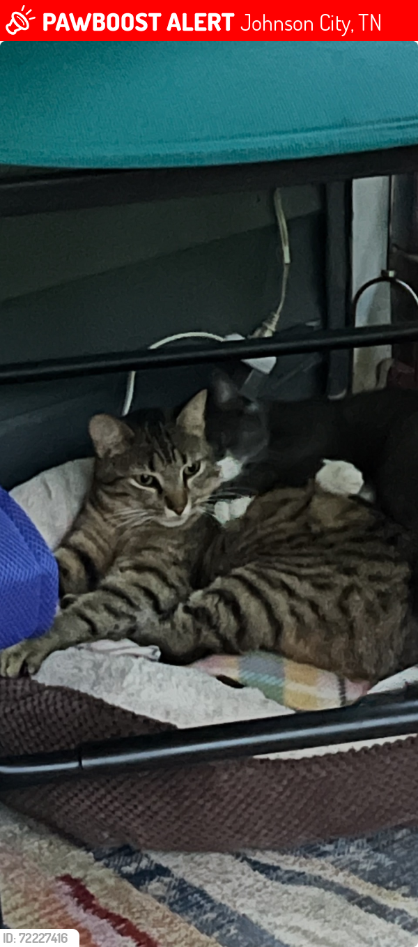 Lost Female Cat last seen Tweetsie trail near cedar grove, Johnson City, TN 37601