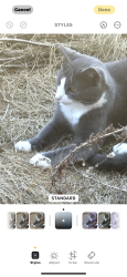 Lost Male Cat last seen Near grubb avenue Lebanon pa , Lebanon, PA 17046