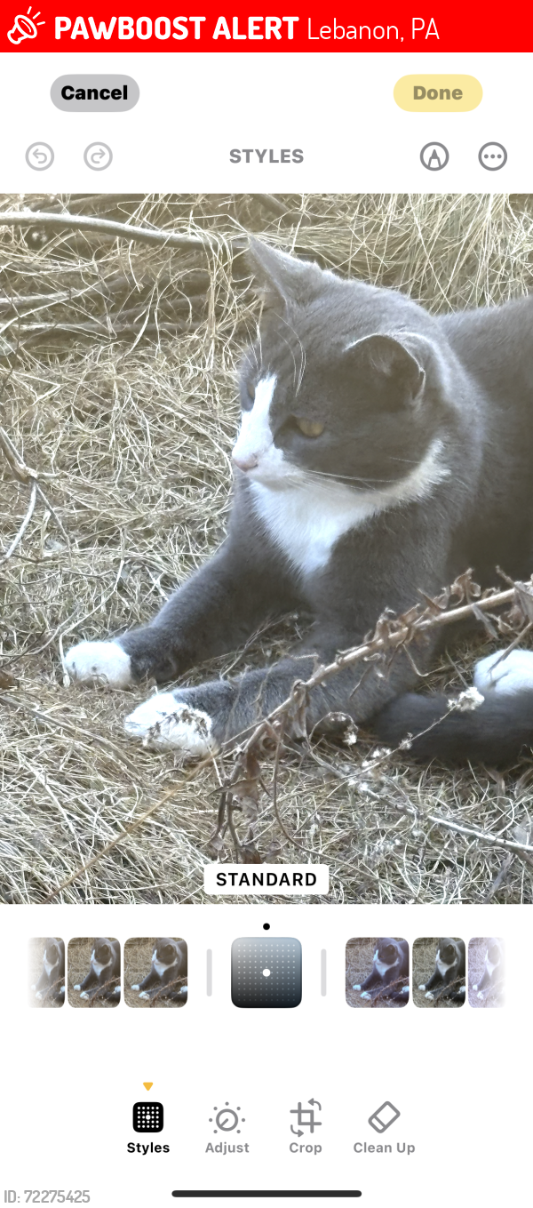 Lost Male Cat last seen Near grubb avenue Lebanon pa , Lebanon, PA 17046