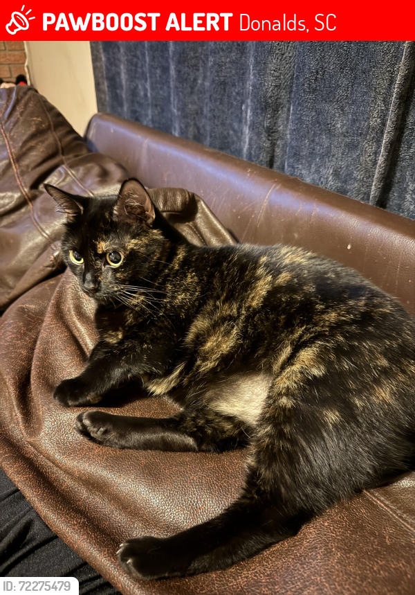 Lost Female Cat last seen Mount Lebanon road , Donalds, SC 29638